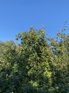 IMG_9512